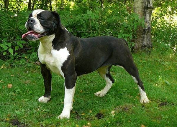 Image for the Black and White variation for dog breed