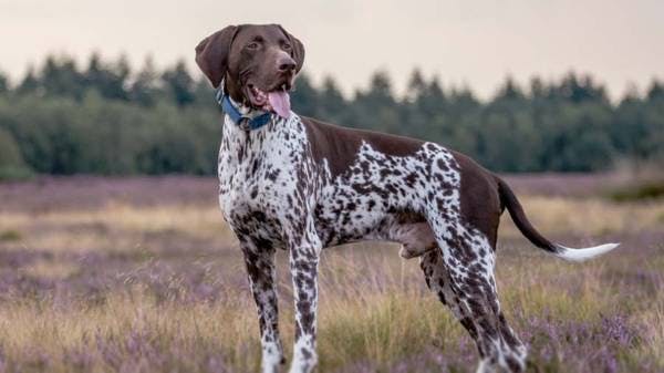 Primary image of German Shorthaired Pointer